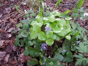 sinivuokko - Hepatica nobilis