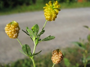kelta-apila, Trifolium aureum 