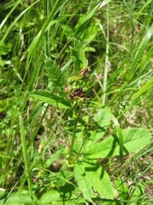 kurjenjalka - Potentilla palustris
