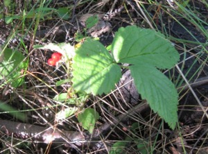 lillukka - Rubus saxatilis