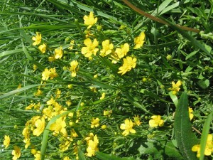 niittyleinikki - Ranunculus acris