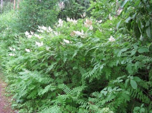 pihlaja-angervo - Sorbaria sorbifolia 