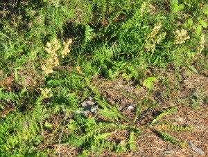 sikoangervo - Filipendula vulgaris