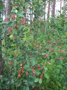 isotuomipihlaja - Amelanchier spicata
