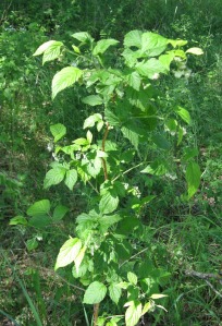 vadelma - Rubus idaeus